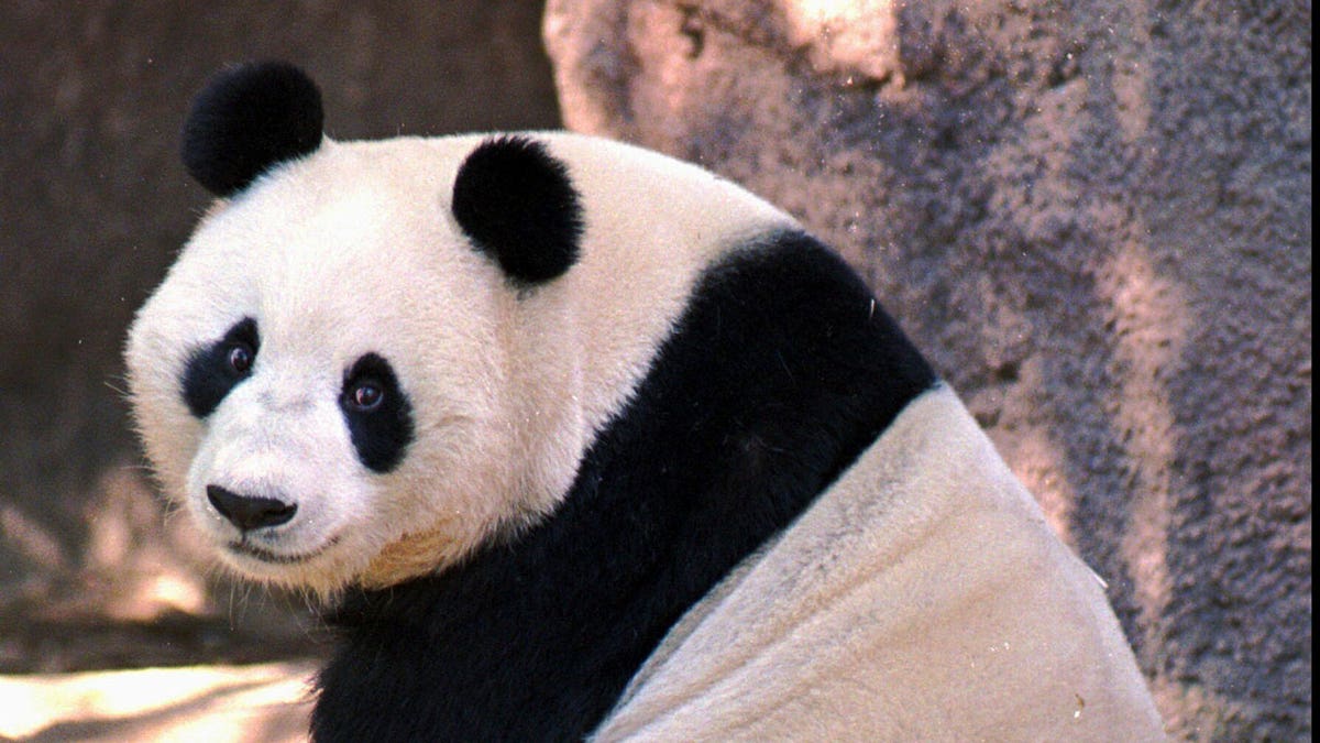 pandas