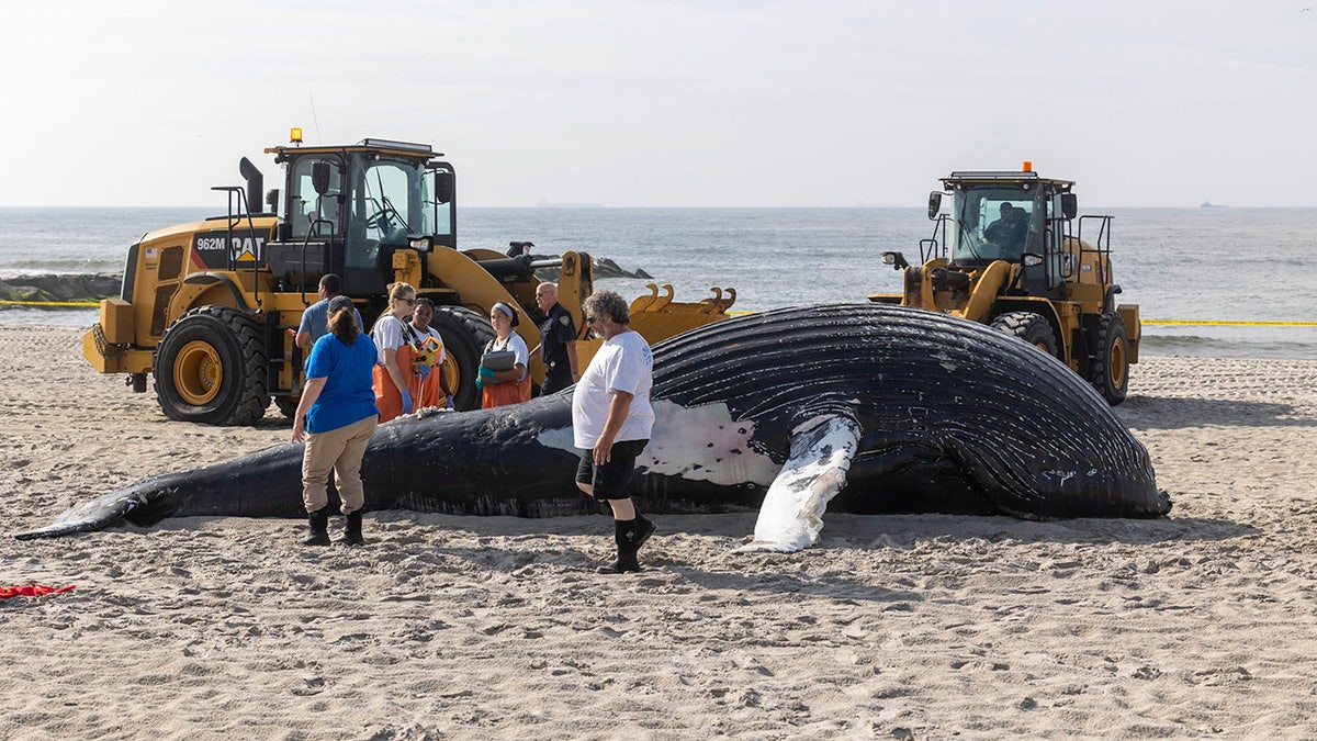 Officials keep a watch on a dead humpback whale that had washed ashore in Long Beach, New York, on August 15, 2023.