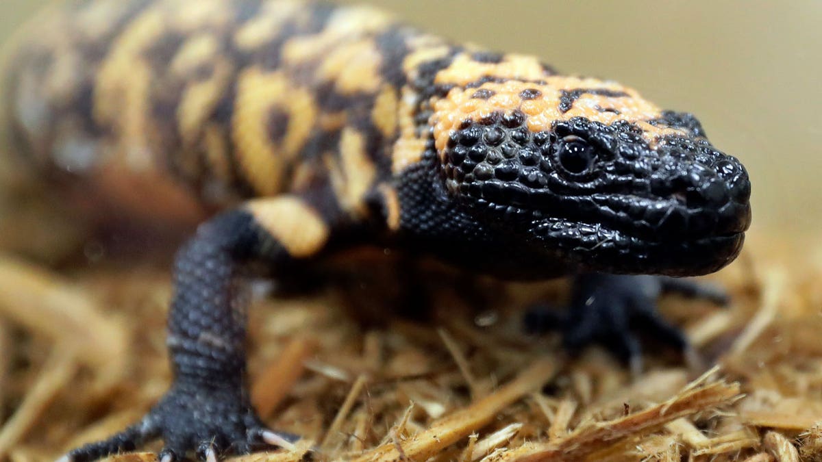 A gila monster at the Woodland Park Zoo in Seattle