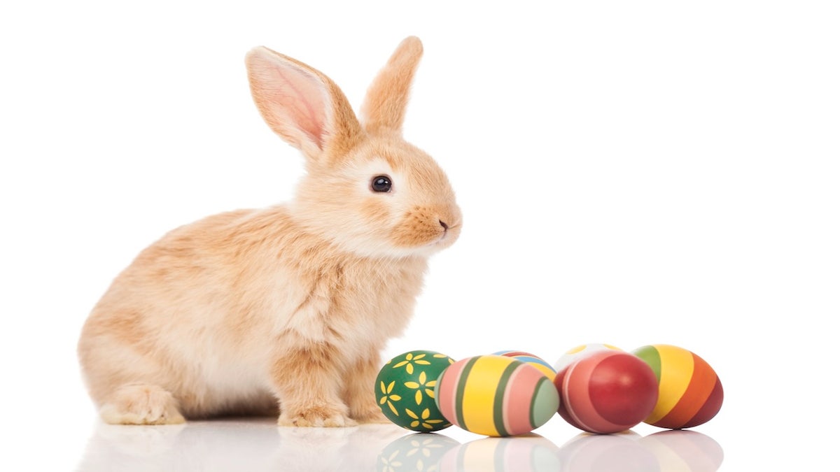 How to Celebrate the True Meaning of Easter with the Easter Bunny