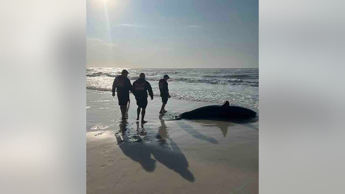 dead great white carcass removed