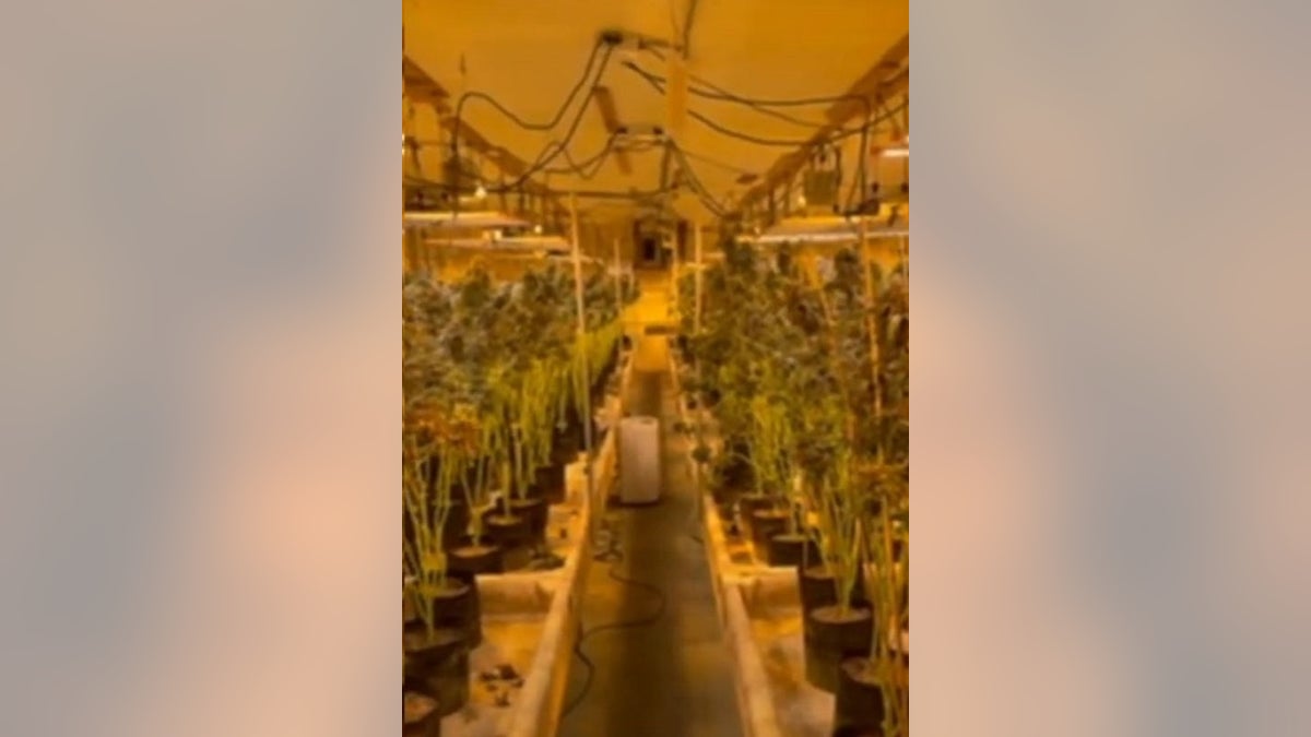 Marijuana plants in a Georgia facility