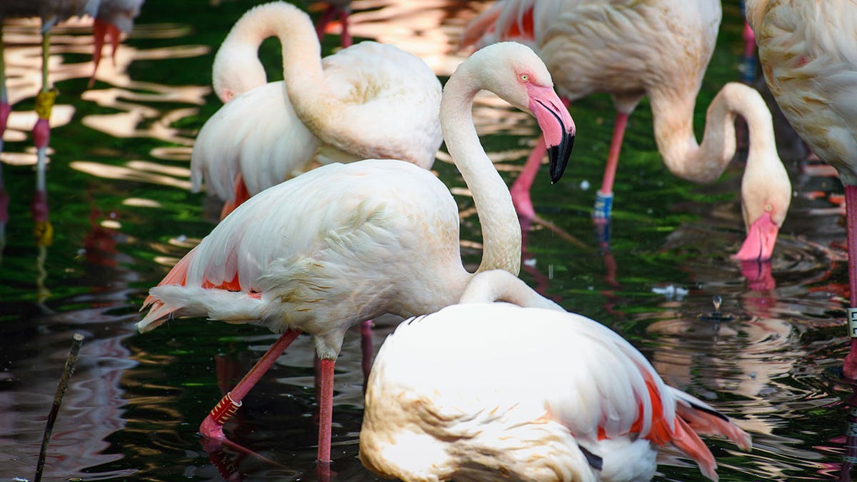 Flamingo Ingo