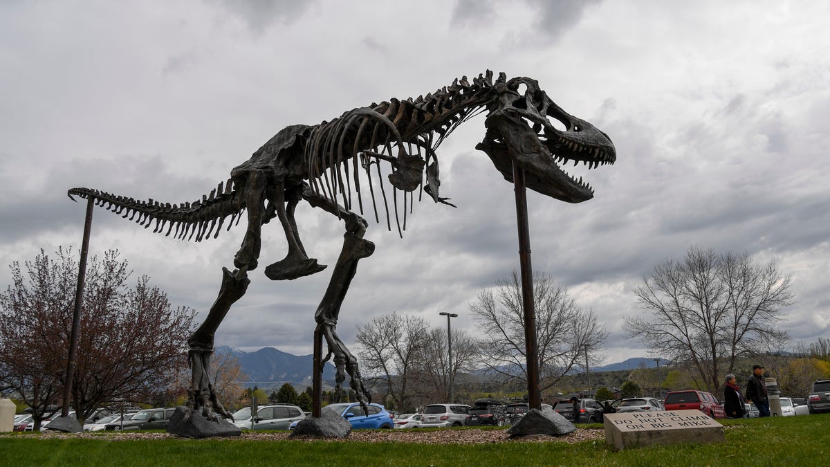 A replica of the 66-million-year-old T-Rex