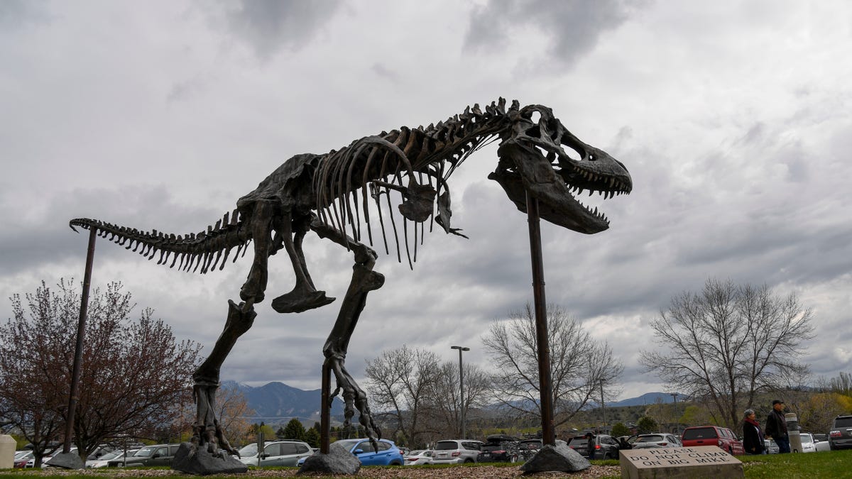 A replica of the 66-million-year-old T-Rex