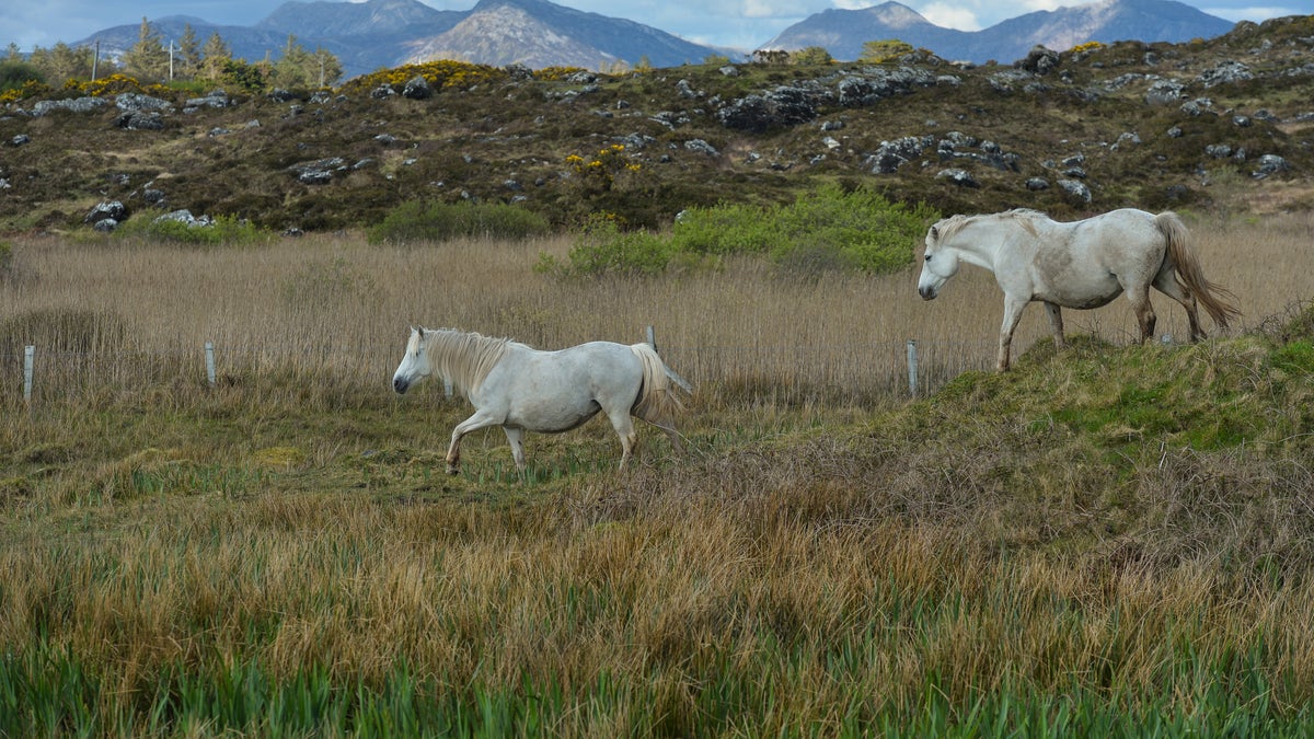 Two wild horses seen in in Ervallagh, Roundstone, Connemara, Co. Galway, Ireland