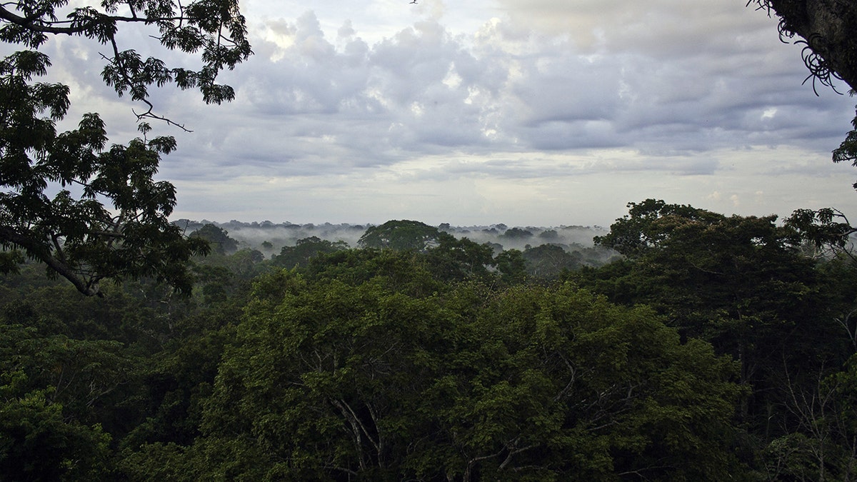Ecuadorean Yasuni National Park