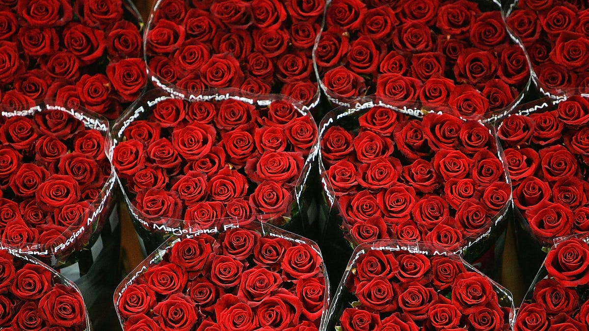 Dozens of red roses