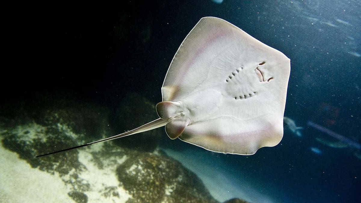 baby stingray