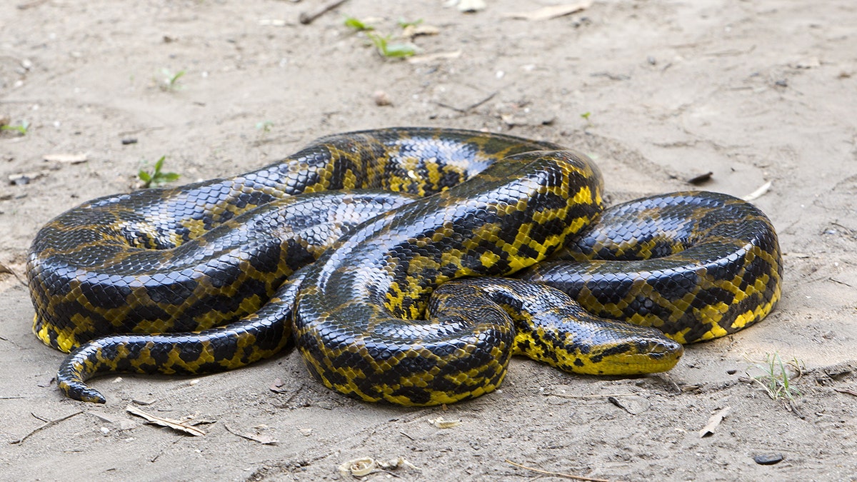 Green Anaconda Snakes Yellow Anaconda Snake Facts Green Anaconda Snakes Yellow Anaconda Snake Facts