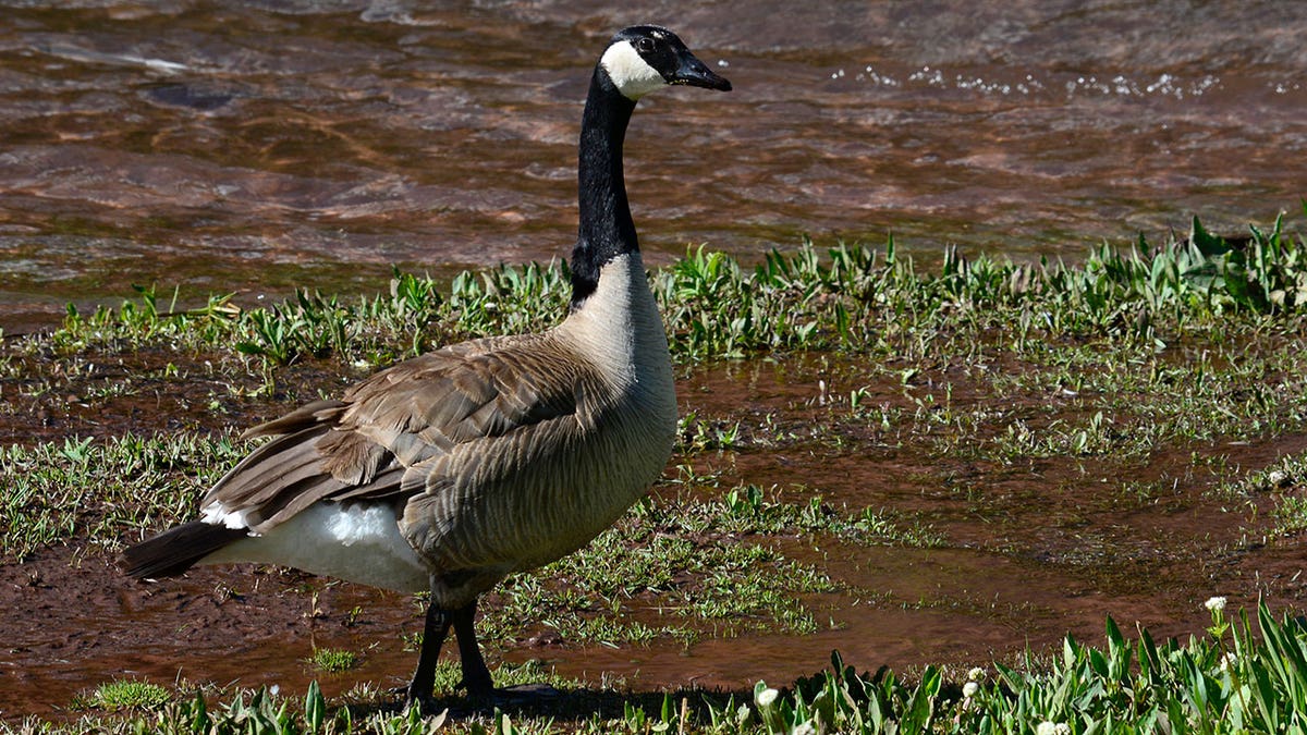 Goose