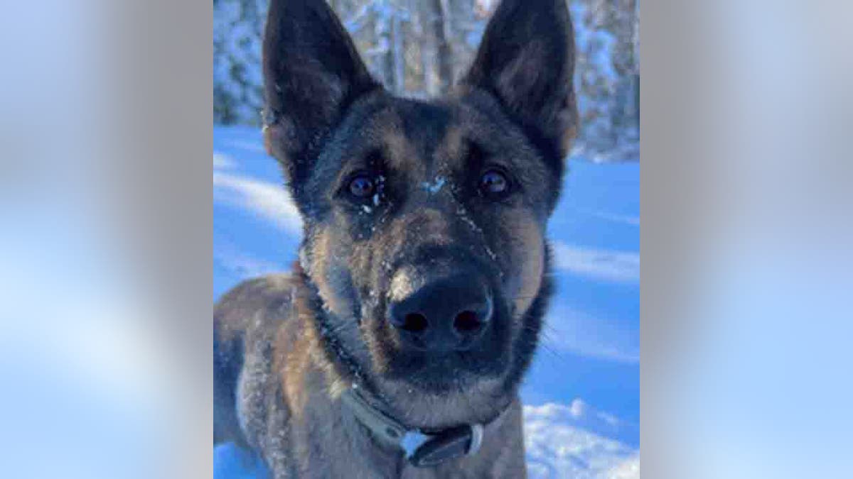 K-9 Biza in snow