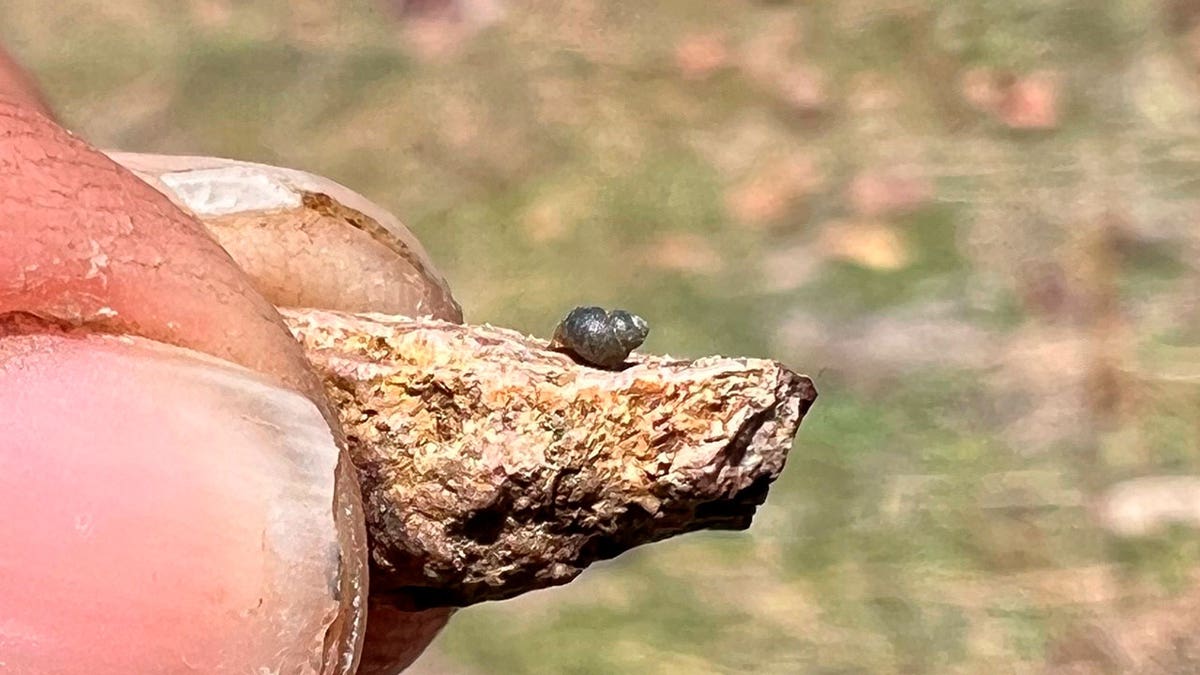 a Kings River pryg, a springsnail found in 13 isolated springs around Thacker Pass, 200 miles northeast of Reno