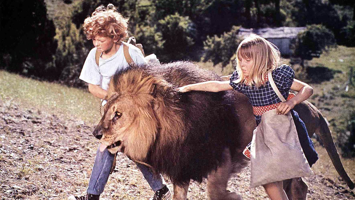 Um menino de camisa branca (Johnny Whitacker) e uma menina de vestido (Jodie Foster) caminham ao lado de um leão, segurando sua juba no filme "Napoleão e Samantha"