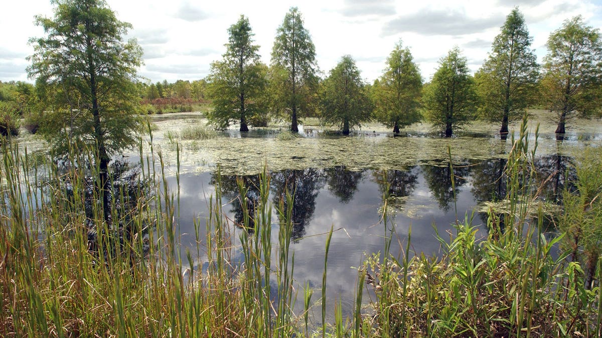 North Carolina wetlands