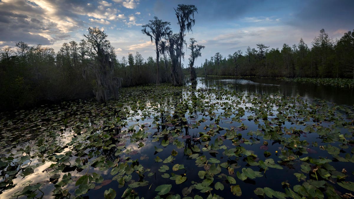 Red Trail wilderness water trail of Okefenokee National Wildlife Refuge