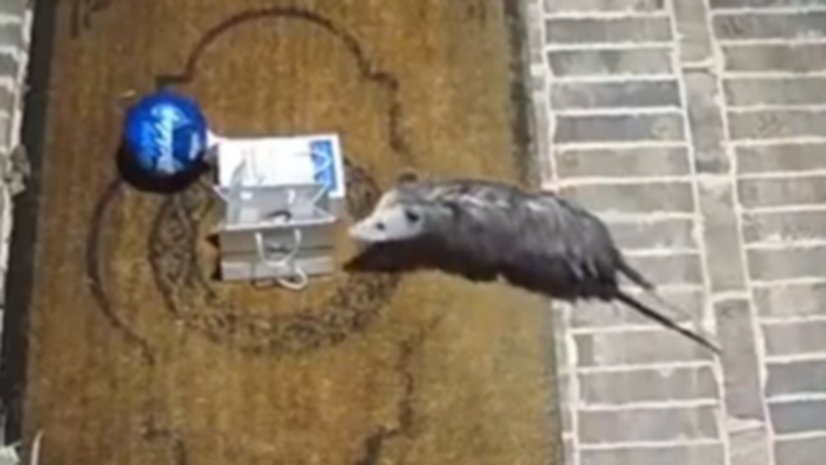 Opossum steals box of cookies