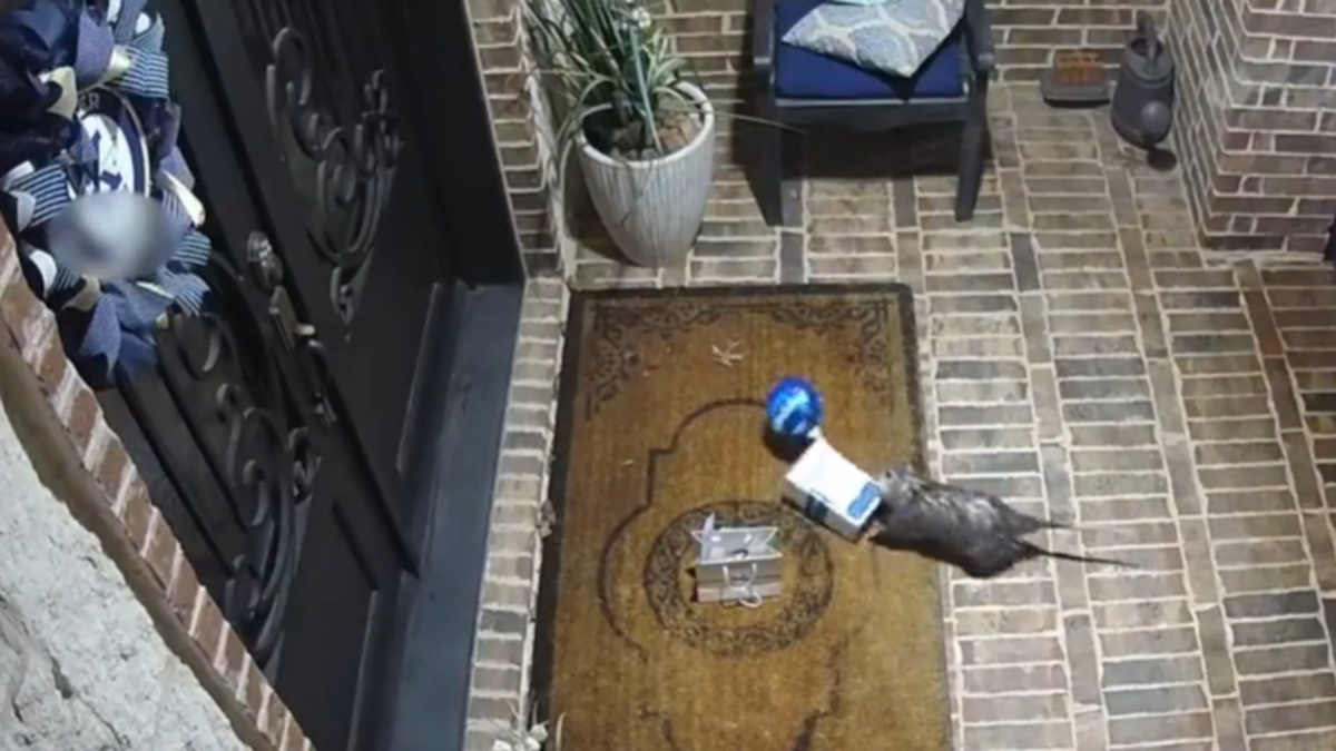 Opossum grabs box of cookies