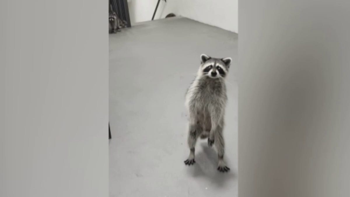 Raccoons caught stealing delivery order