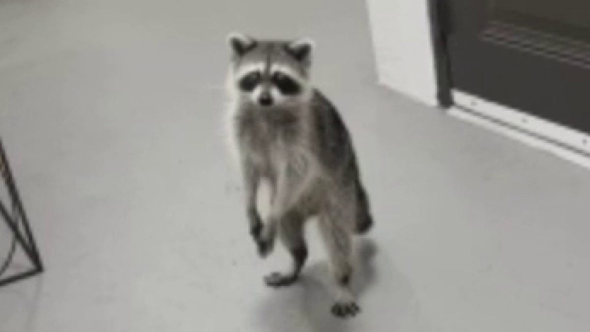 Raccoons steal DoorDash order