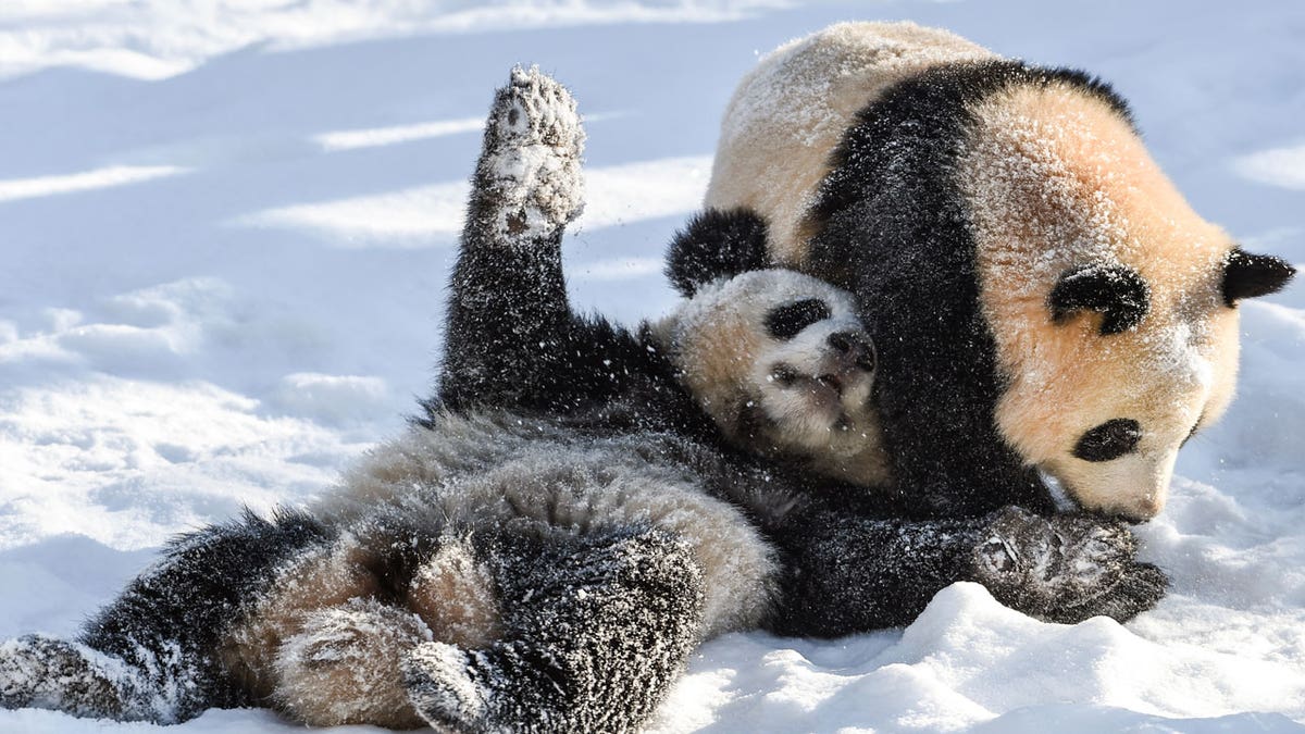 Young pandas play in the snow