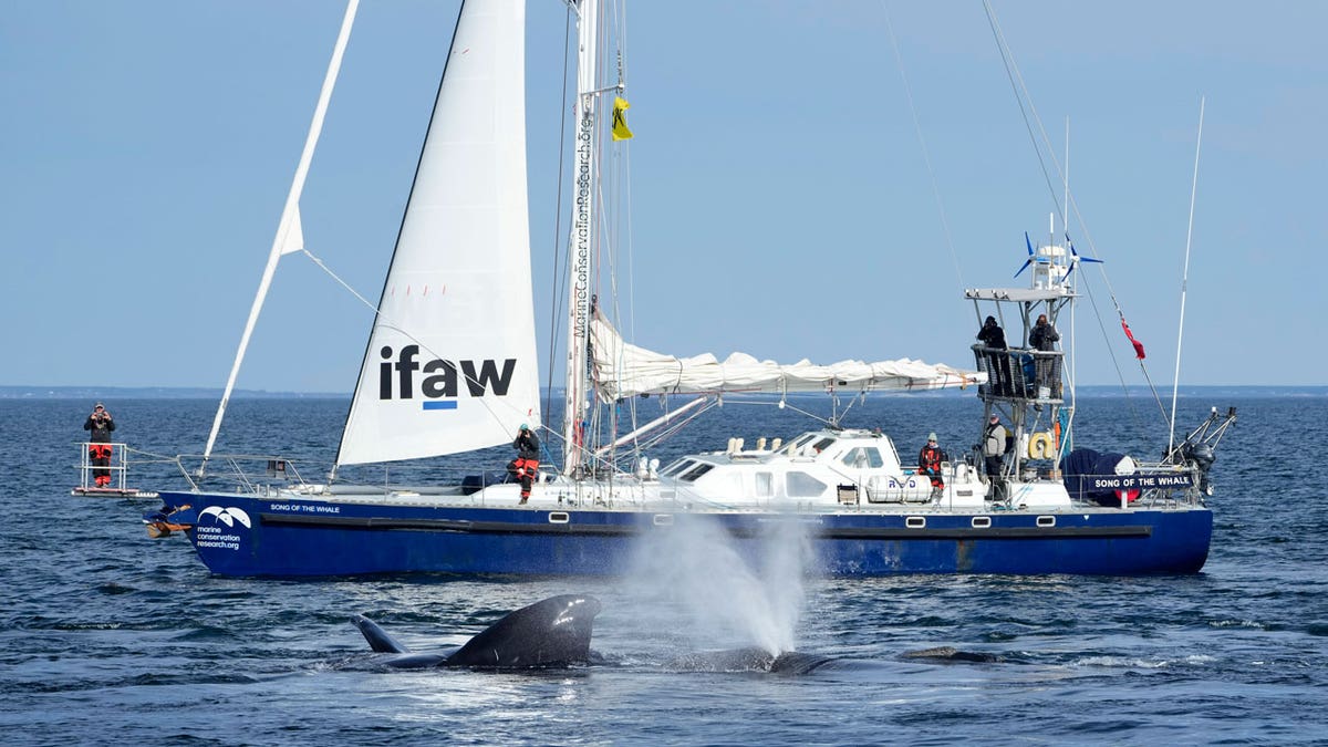 North Atlantic right whales surface