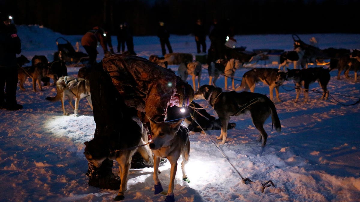 Sled dogs