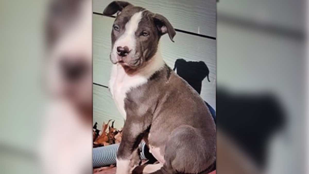 Tequilla, dog stolen in Atlanta
