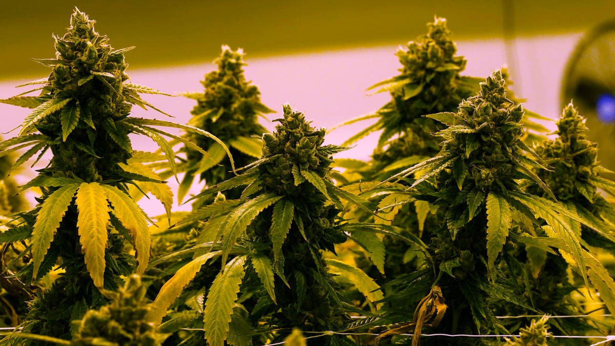 Uma planta de cannabis perto da colheita