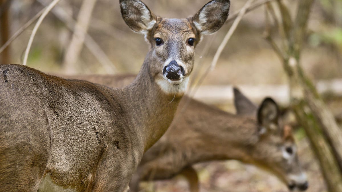 Drone deer online hunting