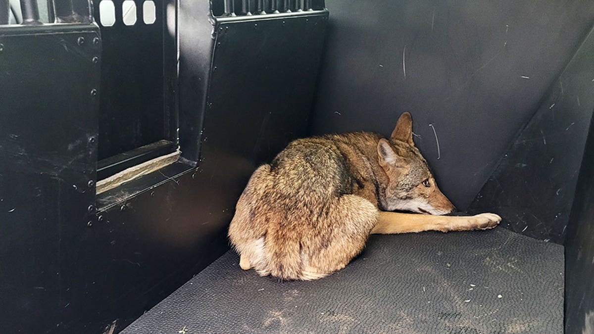 Coyote in back of TX truck