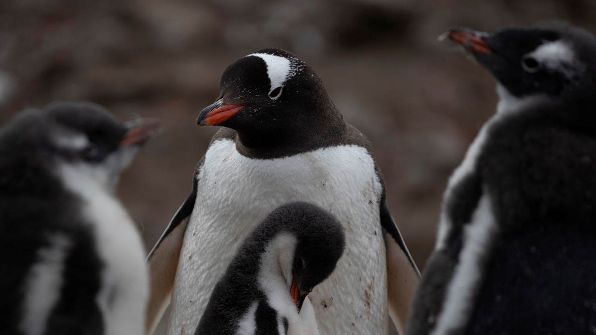 Penguins