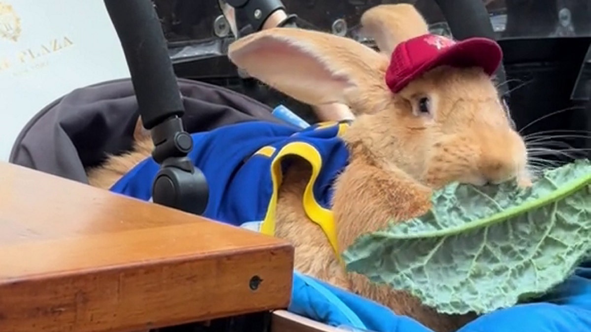 Alex the bunny in a stroller