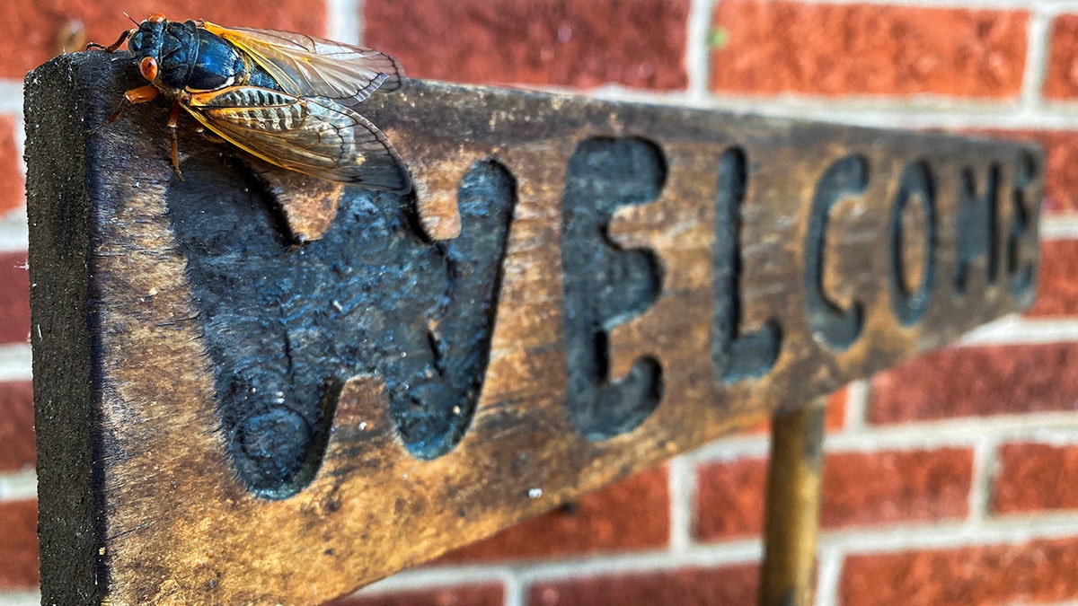 Cicada on welcome sign