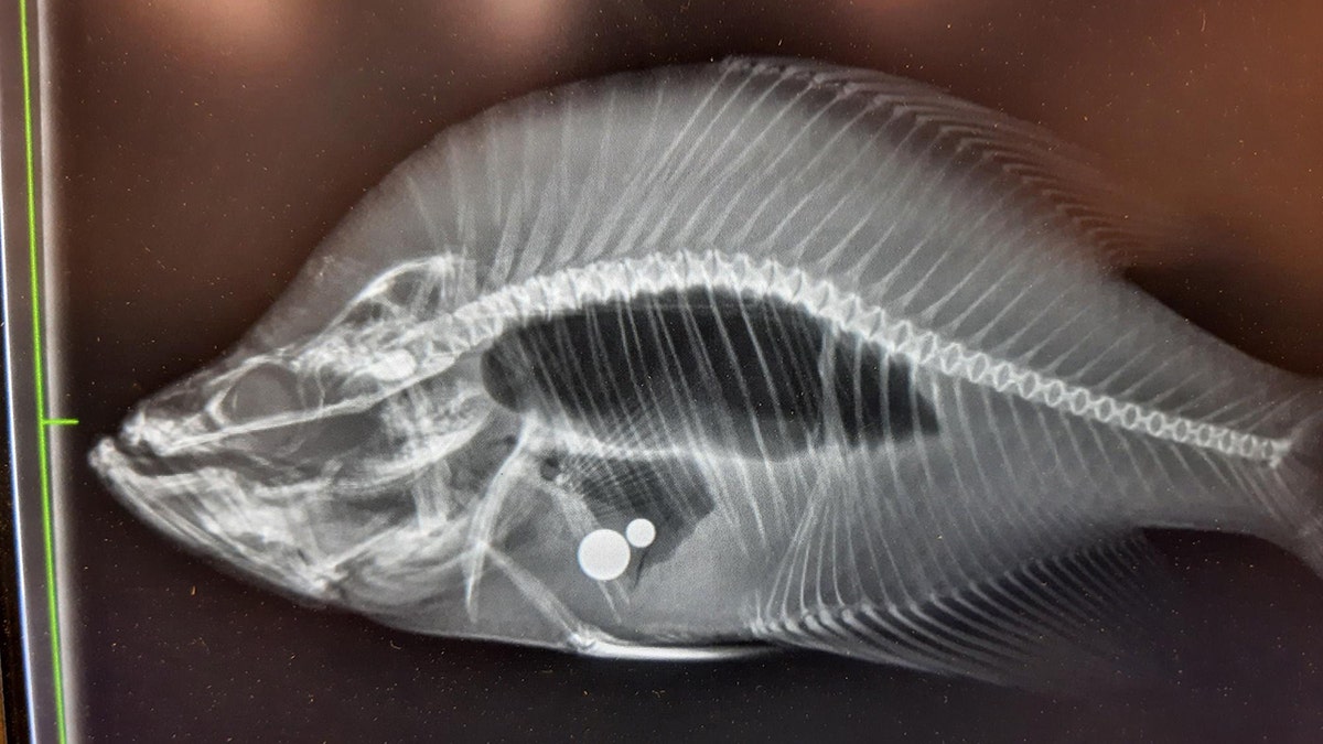 crappie x-ray