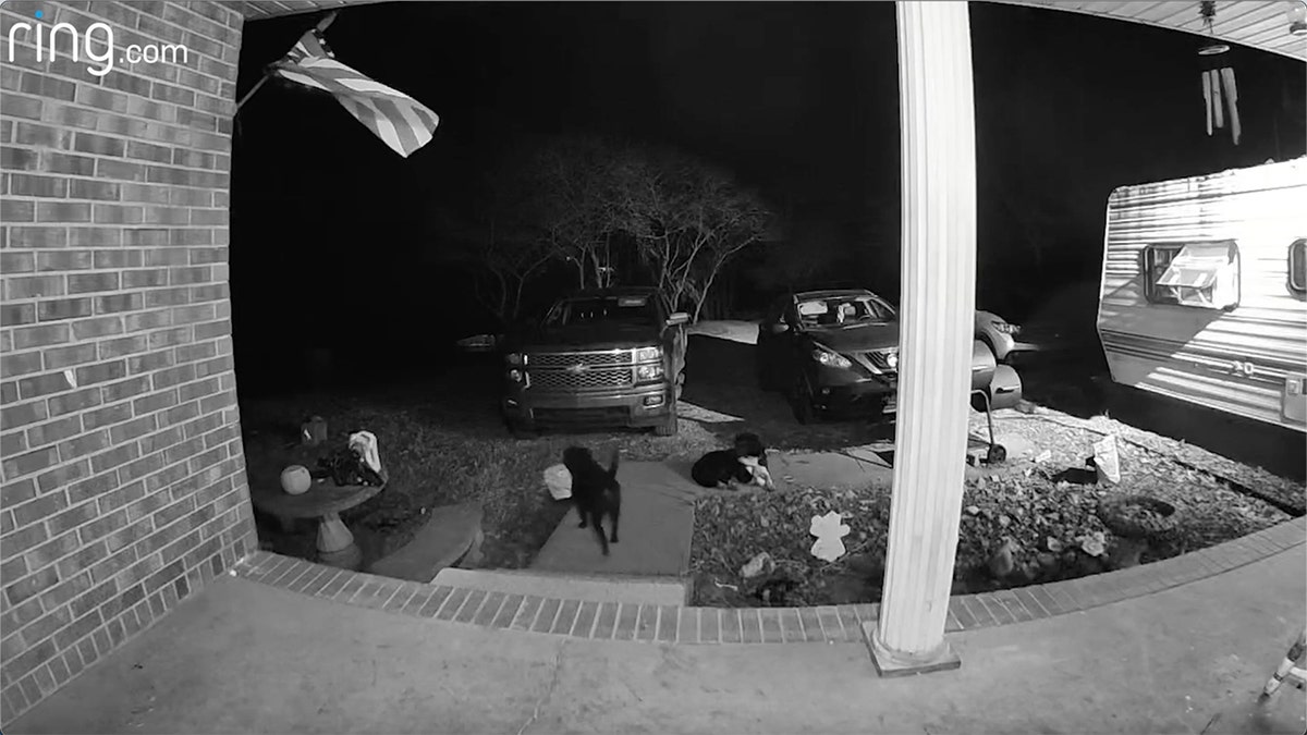 dog snatching package from front door