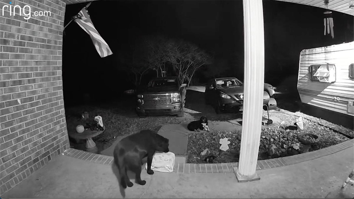 Dog Caught On Doorbell Camera Stealing Package From Neighbor's Front ...