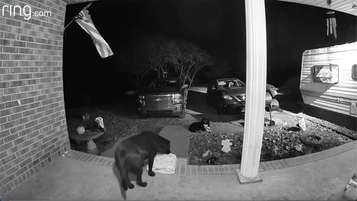 dog stealing package from front door