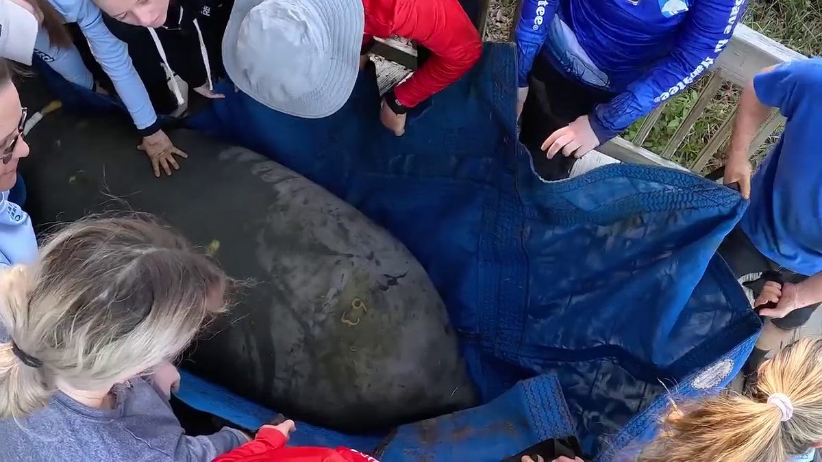 People carrying a manatee to put back in the water