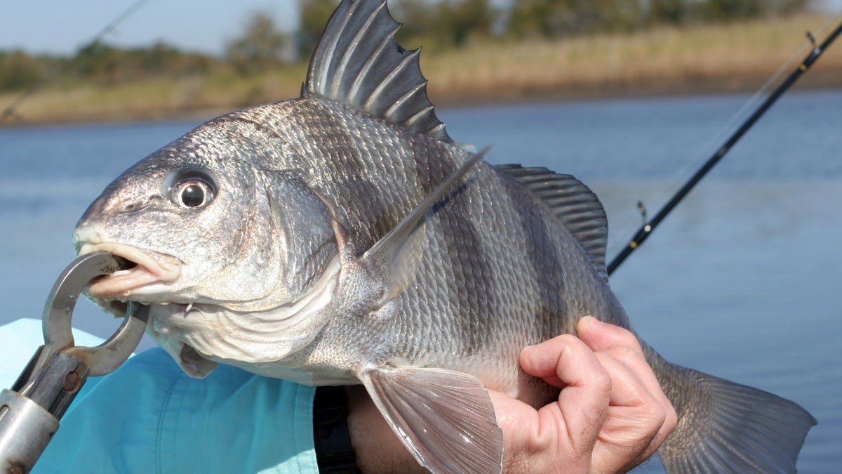 A fish caught in the ocean