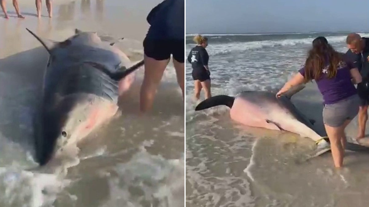 officials investigate dead great white shark on beach