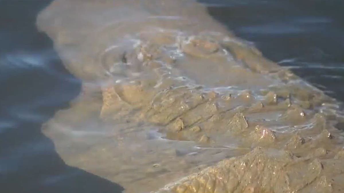 Close-up of features of fake alligator