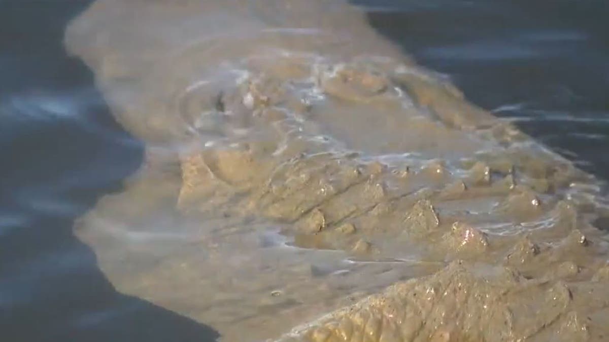 Close-up of features of fake alligator