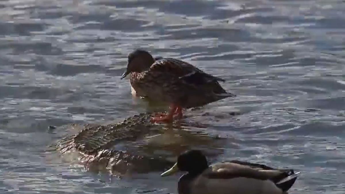 Wide shot of ducks gathered around fake alligator