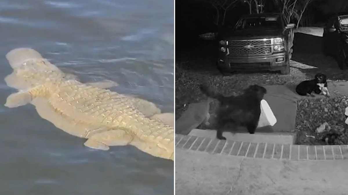 Lifestyle Weekend gator and dog split