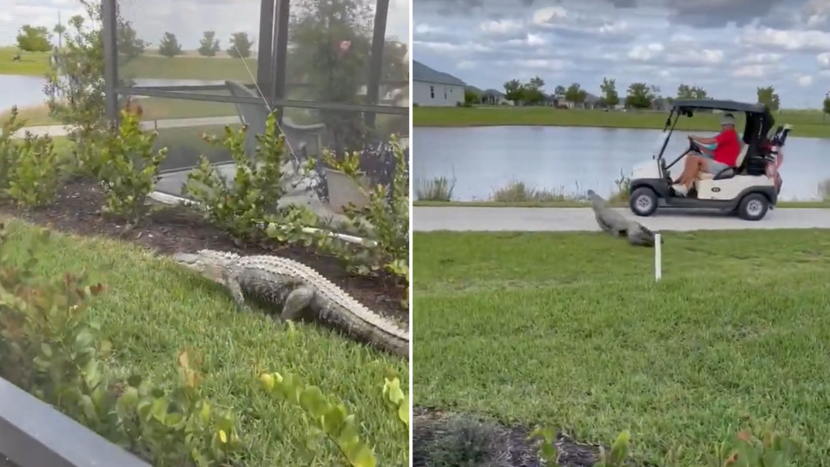 Split image of gator walking and gator charging at golf cart