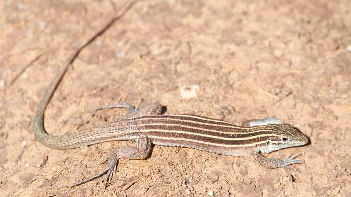 desert grassland whiptail lizard