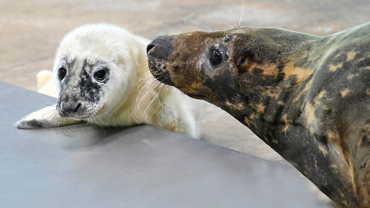 Brookfield Zoo seal birth