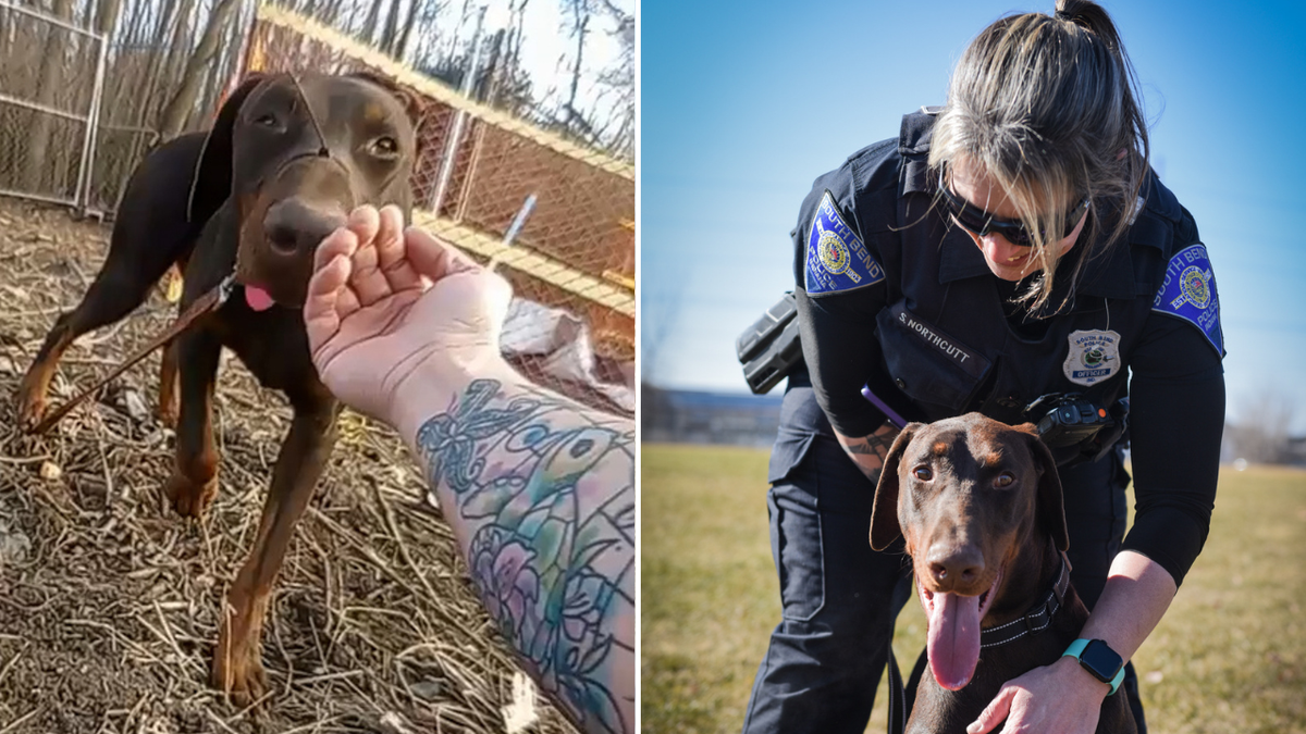 Split image of Northcutt petting Zeus and playing with him