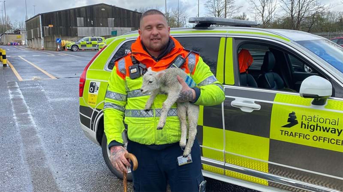 Lamb with highway worker